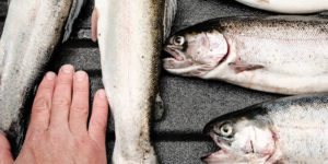 fisheries blog
